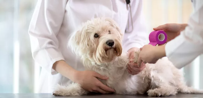 獣医の将来性イメージ